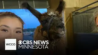 Llamas are the must-see animal at the Minnesota State Fair!