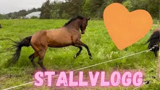 STALLVLOGG - BEITESLIPP (ikke alltid ting går etter planen)