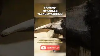 Тайна мордочки муравьеда // Полный выпуск уже на канале!