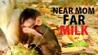 SAD ...!! POOR ALBA WIPE TEARS !! Alba sit in front mom cry so sad beg milk.