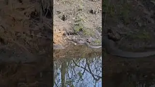 water snake in the farm canal