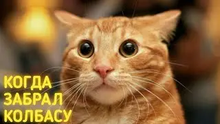 Приколы с ЖИВОТНЫМИ | Тик Ток | Смешные и забавные животные 🐾