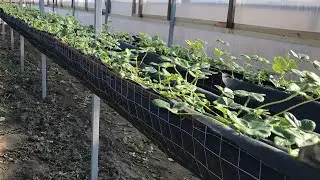 клубника на стеллажах