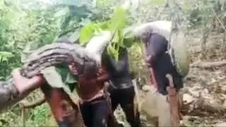 Ular piton raksasa di gotong warga