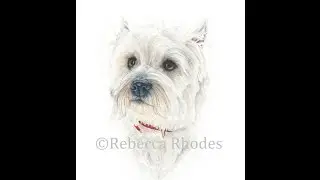 How to Paint a Realistic White Dog in Watercolor