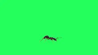 Green Screen Ant Animation 3D Free Video Effect