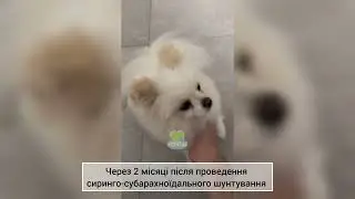 Собака після хірургічного лікування сирингомієлії