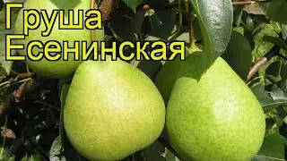 Груша Есенинская. Краткий обзор, описание характеристик pyrus communis Eseninskaya