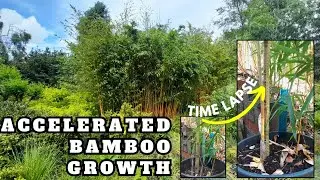 GROWTH TIMELAPSE of Chinese Golden Timber Bamboo:  Pot vs. Ground Growth & Tips for Bamboo Barrier)