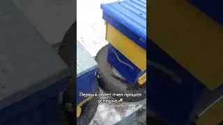 пчелки выходят из зимней спячки // пчеловодство с нуля🐝 