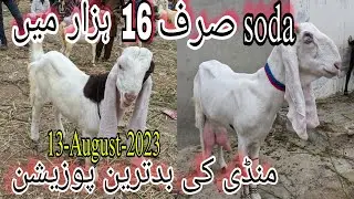 Lalukhet Bakra Mandi | goat farming | Kamori Sheep | Latest Update 13-August-2023 | Bakra Mandi 2023