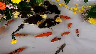 Carp Baby Duck Duckling Parrot Fish Catfish Goldfish Halfmoon Betta Fish Loach Cute animals Videos