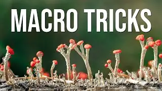 Macro tricks in the forest: Easy lighting, focus and composition tips