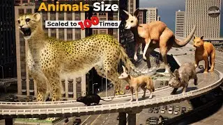 If Animals Size Increased to 100 Times| Imaginary Size Comparison Animals