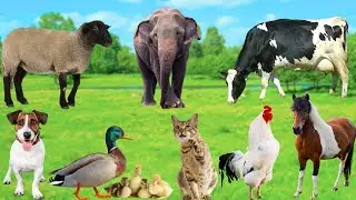 Cute Animals and Pets : Cow, Dog, Sheep, Cat, Chicken, Duck, Elephant, Horse - Cute Pet Sounds