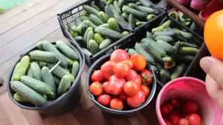ЮЛИЯ МИНЯЕВА. ЭКСКУРСИЯ ПО МОЕМУ ОГОРОДУ И САДУ. КАПУСТА, ПЕРЕЦ И МНОГОЕ ДРУГОЕ. 24.07.19