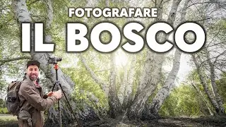 3 consigli utili per fotografare il bosco