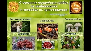 О весенних грибах, их особенностях и способах их приготовления. Рубрика "Кладовая Матушки Природы"№7