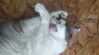 Общаюсь с котом. Наблюдаю за водными процедурами.