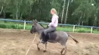 Верховая езда на осле (Riding on a donkey)