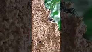TELAH DITEMUKAN HEWAN LANGKAH..‼️