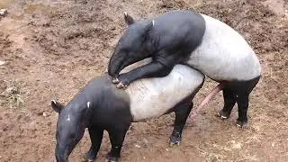 böylesi yok.  piglet mating