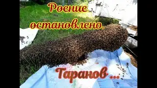 РОЕНИЕ ОСТАНОВЛЕНО  №1. МЕТОД ТАРАНОВА. И МОЯ ИМПРОВИЗАЦИЯ))