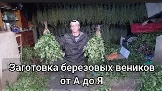 Как я заготавливаю березовый веник