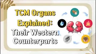 TCM Organs Explained: Their Western Medicine Counterparts