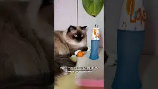 Этих людей не любят кошки 🙀