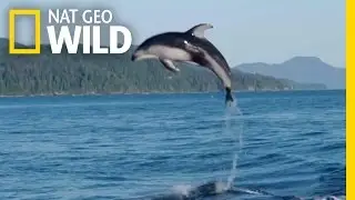 A Showy Dolphin Super-Pod | Destination WILD