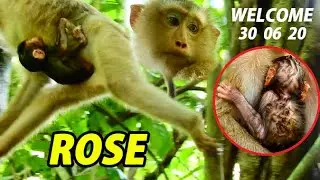 WELCOME  !!!  BEAUTIFUL YOUNG MOM ROSE GIVE BIRTH FIRST CUTE BABY THIS MORNING SUCCESS HEALTHY BOTH