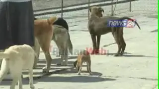 Për herë të parë ligj për kafshët, nisma e Tahirit: Burg për ata që i plagosin dhe vrasin