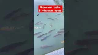 Огромные рты/Огромные рыбы