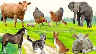 Collection of Cute Little Animals: Cat, Chicken, Duck, Dog, Cow, Horse,Elephant - Cute animal videos