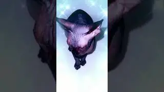 Лысая кошка Сфинкс танцует тренд tik tok vs likee