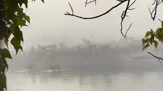 Montana's Bitterroot River of Elk