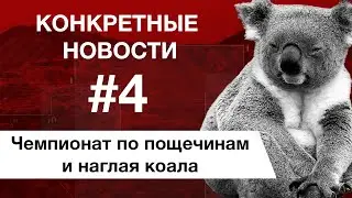 Чемпионат по пощечинам. Коала забралась в автомобиль. КОНКРЕТНЫЕ НОВОСТИ #4