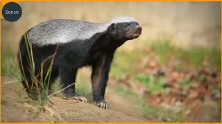 Wild and Fearless: 15 Honey Badger and Wolverine Attacks You Won't Believe