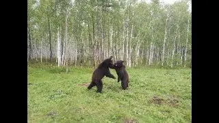 Беседа о жизни наших медведей