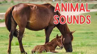 Animal Sounds for Children (25 Amazing Animals)