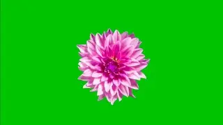 Blooming Flowers Timelapse Green screen Animation Effects HD footage