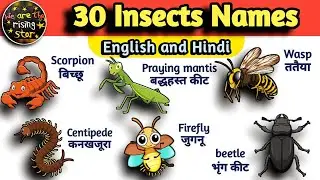 Insects Name in English, Hindi | Insects for Kids by watrstar | Names of Insects | #insects