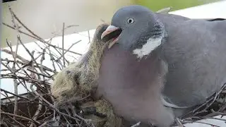 Ringdove and interesting facts about it