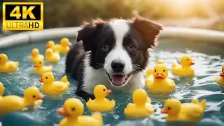 Cute Baby Animals - Young Animals Turn Ordinary Moments Into Extraordinary Fun With Relaxing Music
