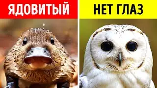 Самые невероятные факты о животных, которых вы никогда не слышали