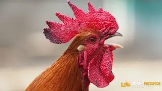 Rooster Sound Effect | Royalty Free Sound Effects