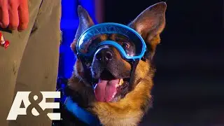 Rony the Goggle-Wearing K9 WINS Competition | Americas Top Dog (Season 1) | A&E