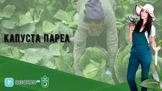 Капуста Парел