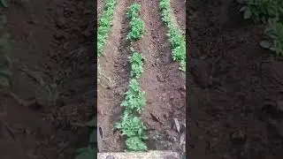 Окучиваем картошку